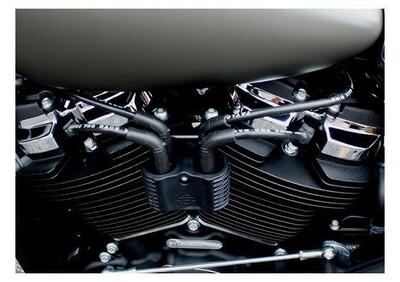 Cavi can - Annuncio 9721007