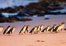 MotoGP. Michael Scott su Phillip Island: solo i pinguini saranno contenti